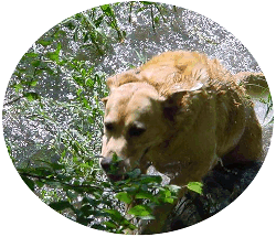 Labrador springing from pond.